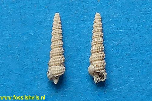 Cerithiopsis merignacensis