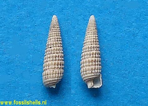 Cerithiopsis aquitaniensis