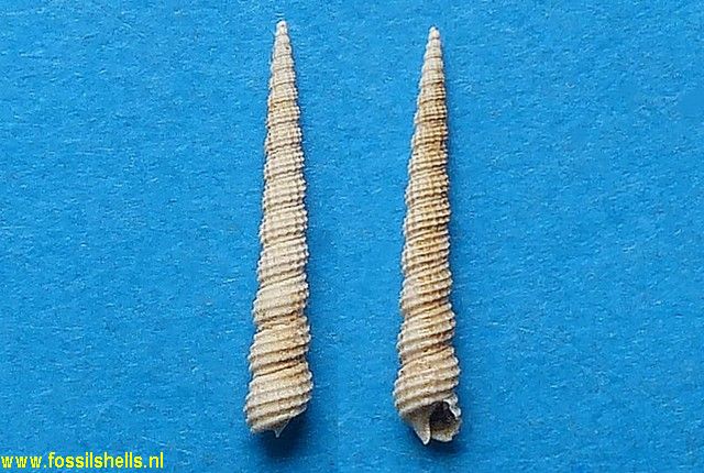 Newtoniella degrangei