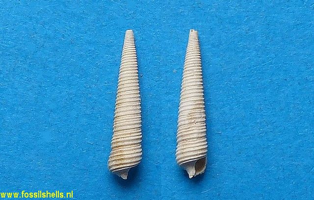 Newtoniella turritissima