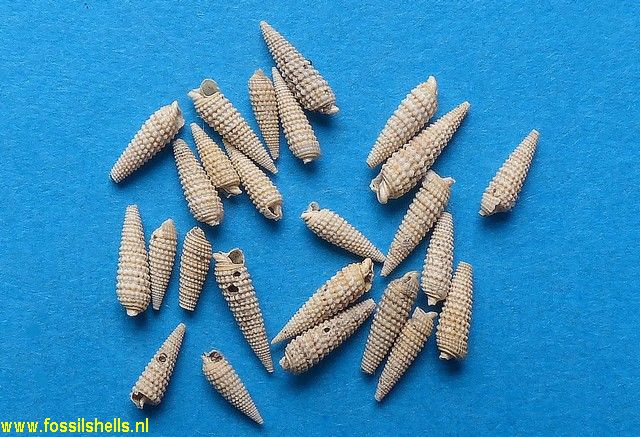 Triphora papaveracea benoisti