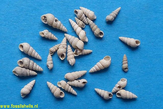 Sandbergeria perpusilla