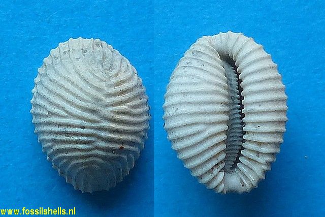 Trivia burdigalensis excoccinells