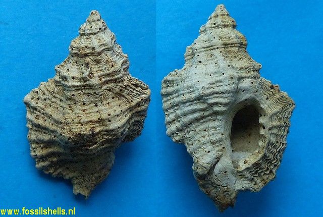 Ocenebra duvergieri