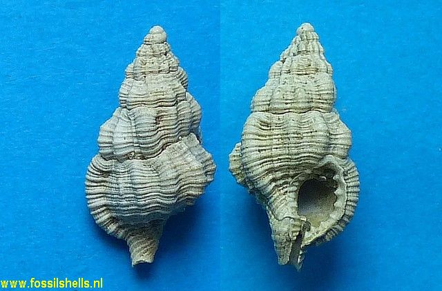 Charonia tritoneum