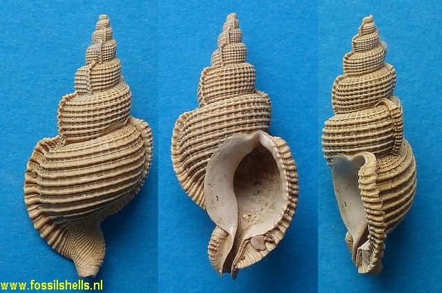 Ranella minuteornata