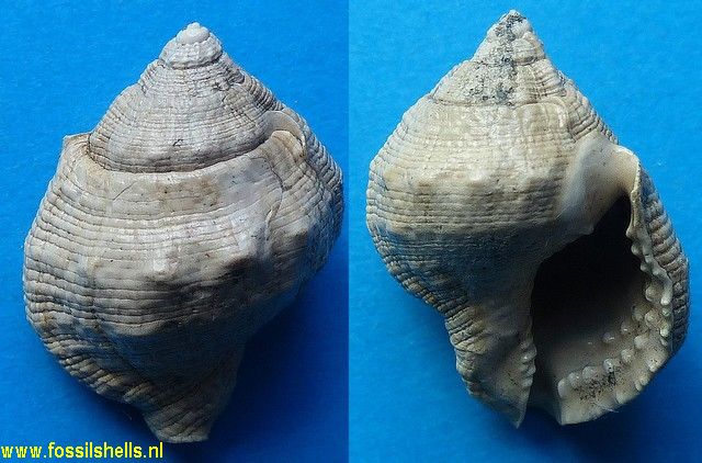 Gyrineum subgranulatus