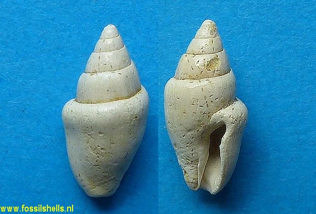 Columbella turonensis depressior