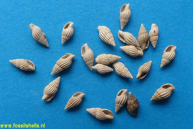 Anachis terebralis aturensis