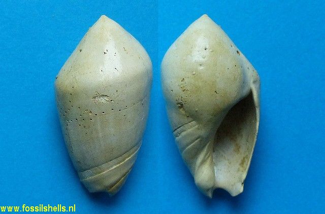 Ancilla glandiformis