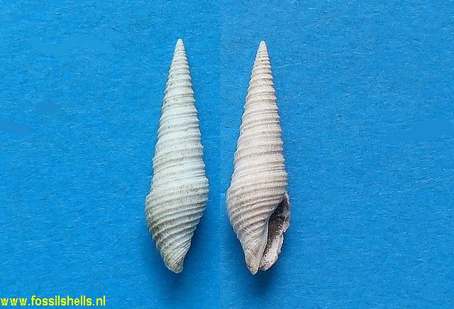 Asthenotoma basteroti