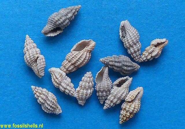 Mangelia quadrillum meridionalis