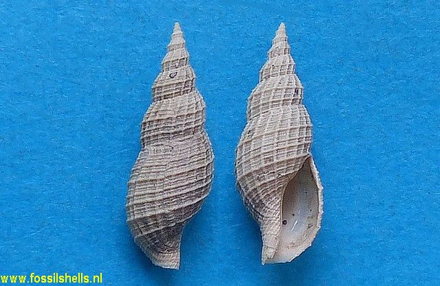 Mangelia pseudocordieri