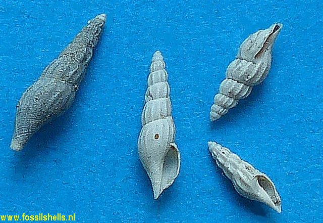 Daphnella burdigalina