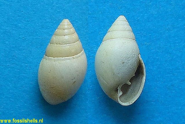 Laemodonta marginale