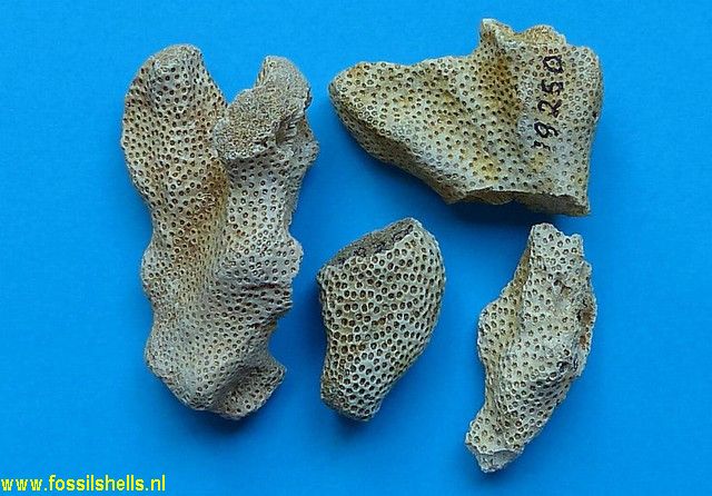 Pocillopora madreporacea