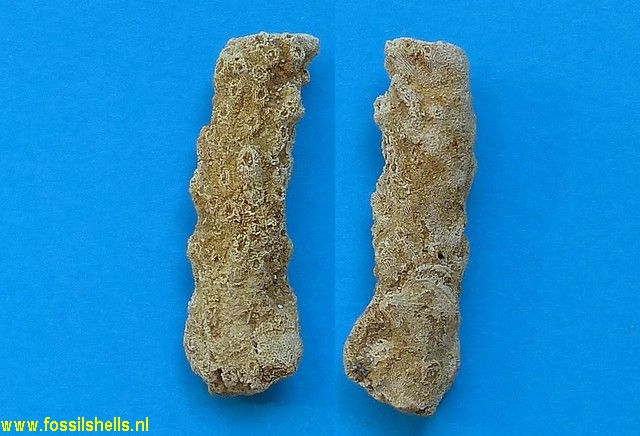 Stylopora raristella