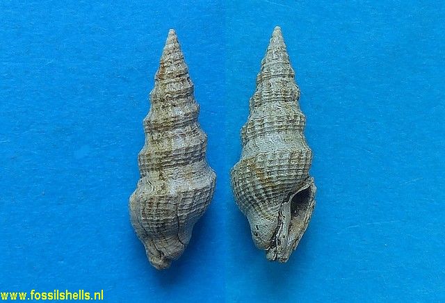 Drillia miocenica