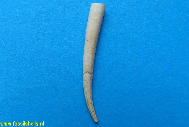 Dentalium exlamarcki ?