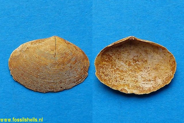 Arcopagia saucatsensis