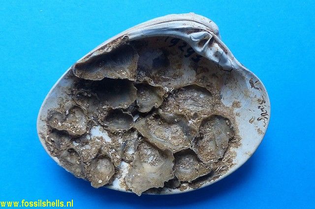 Ostrea sallomacensis on Meretrix erycinus