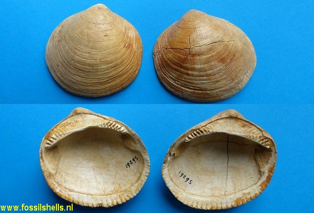 Glycymeris saucatsensis