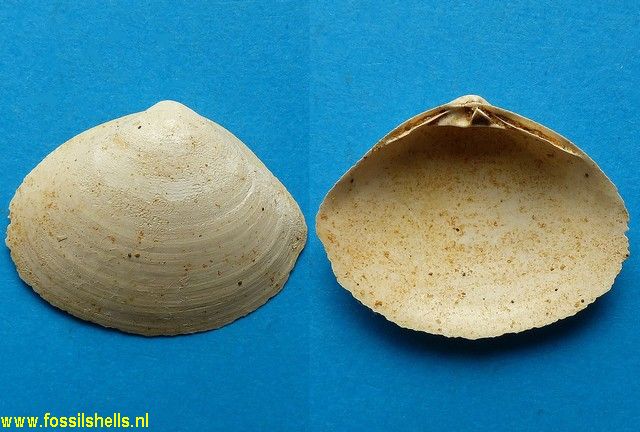 Mactra nucleiformis duvergieri