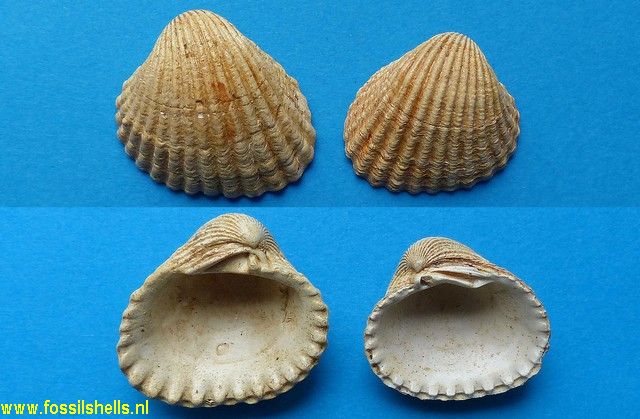 Venericardia ignorata