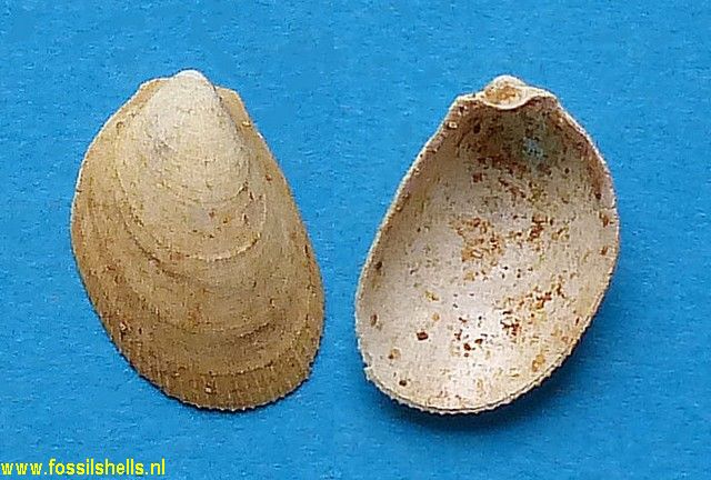 Lima sallomacensis