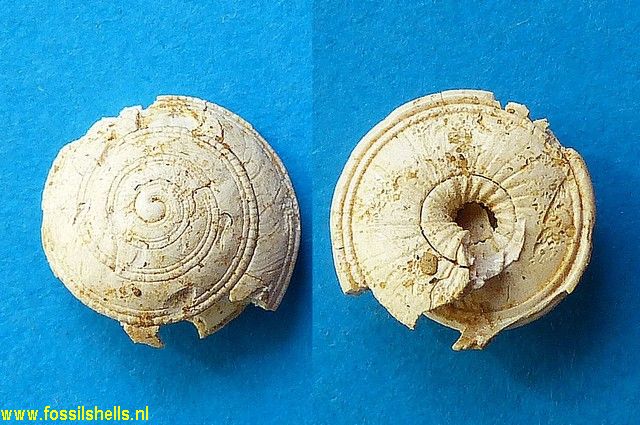 Architectonica simplex