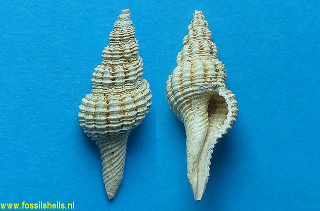 Fusinus clavatus helvetica