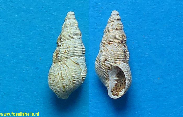 Brocchinia mitraeformis