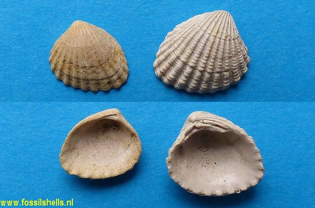 Venericardia profundisulcata