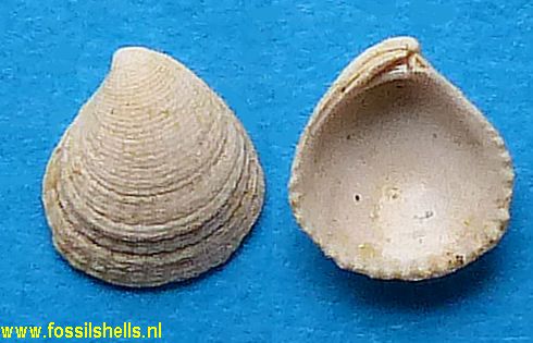 Pteromeris unidentata