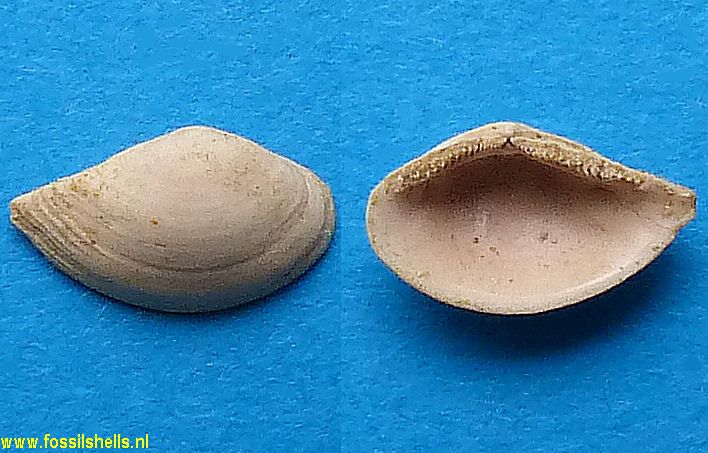 Nucula biali