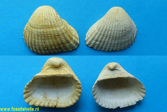 Arca cardiiformis