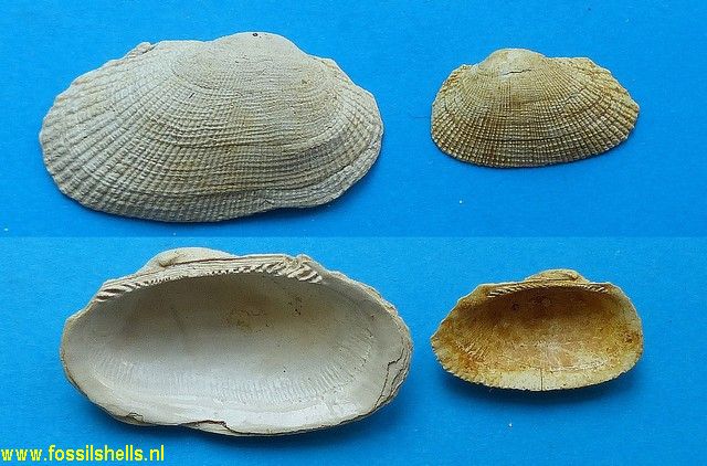 Barbatia subhelbingi variabilis