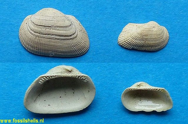 Fossularca papillifera