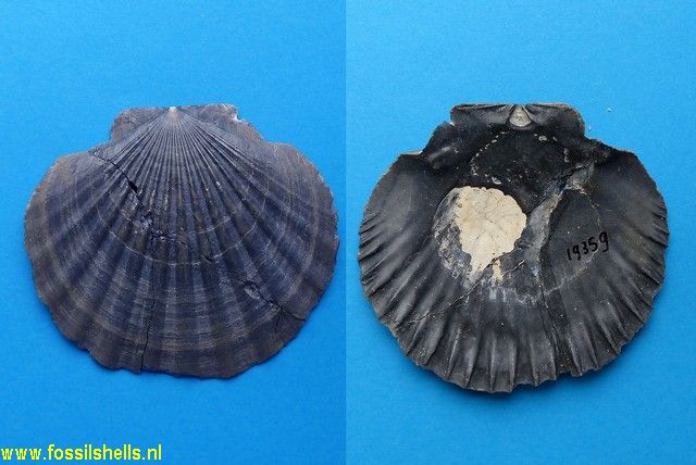Pecten burdigalensis