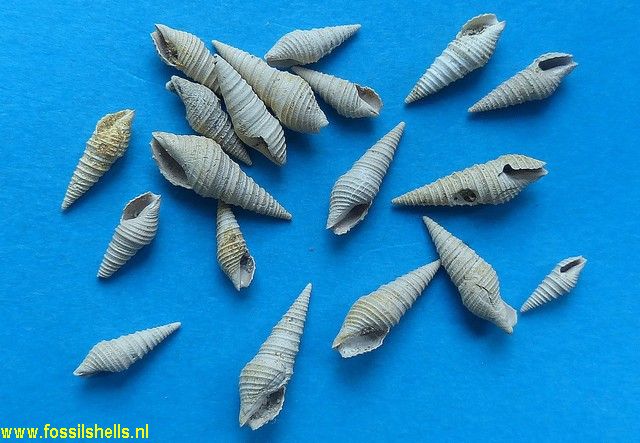 Asthenotoma basteroti