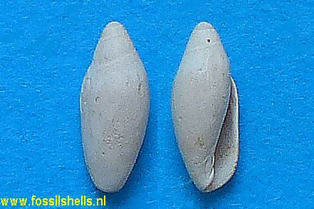 Marginella cossmanni