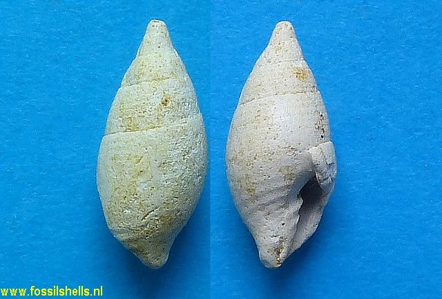 Mitrolumna raulini ?