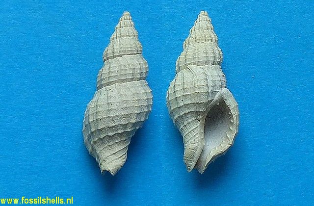 Euthria pseudomarginata