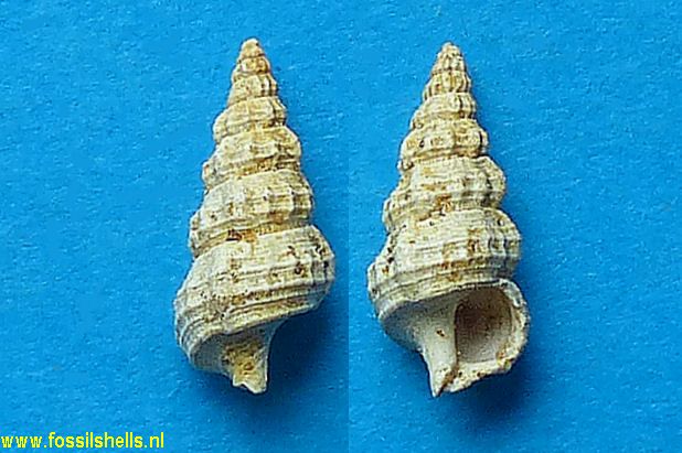 Hemicerithium saubottense ?