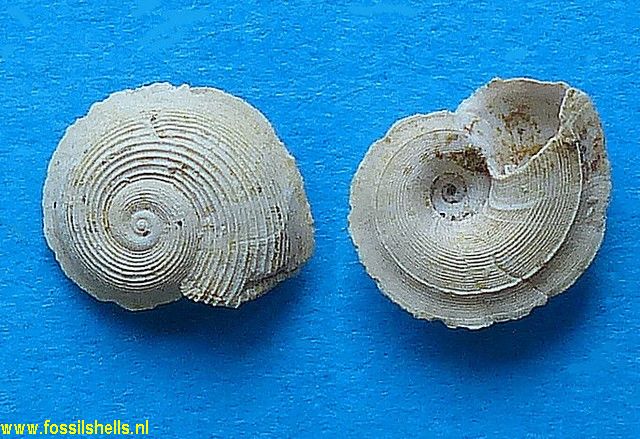 Tornus miobicarinatus