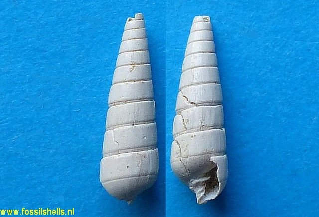 Pyramidella grateloupi stenogyra