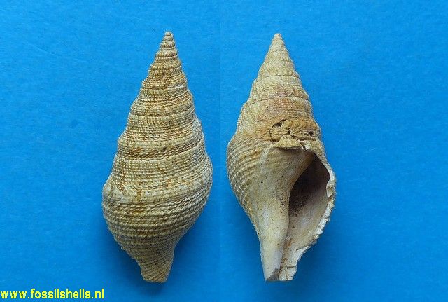 Bathytoma cataphracta burdigalica