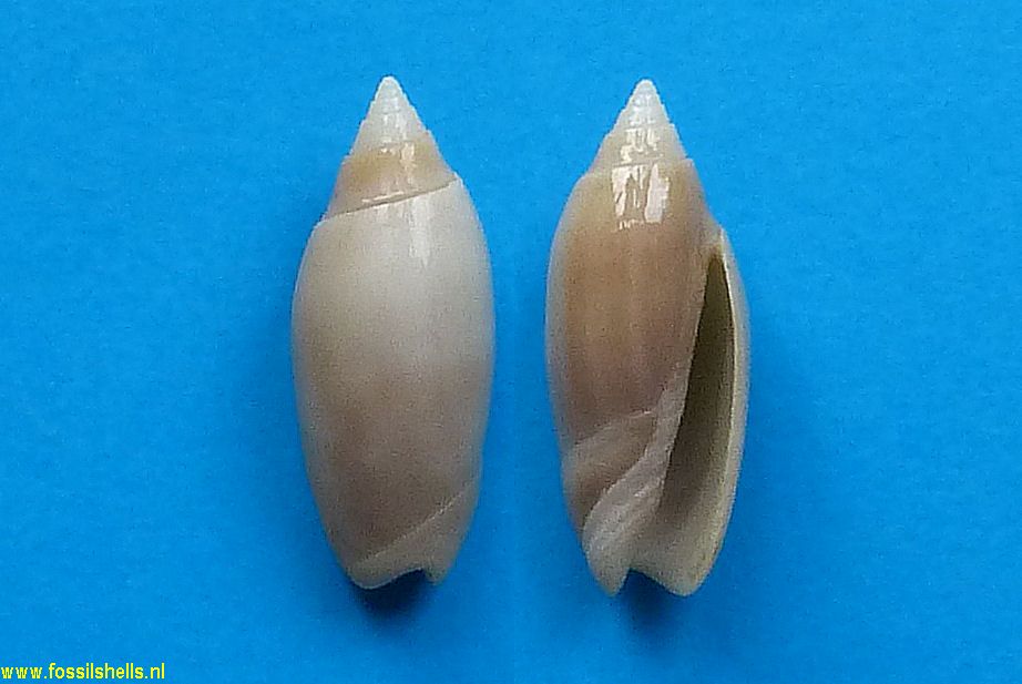 Oliva lindae