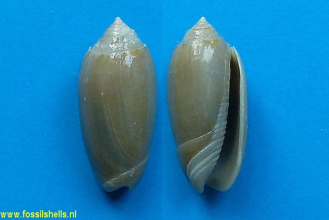 Oliva edwardsae