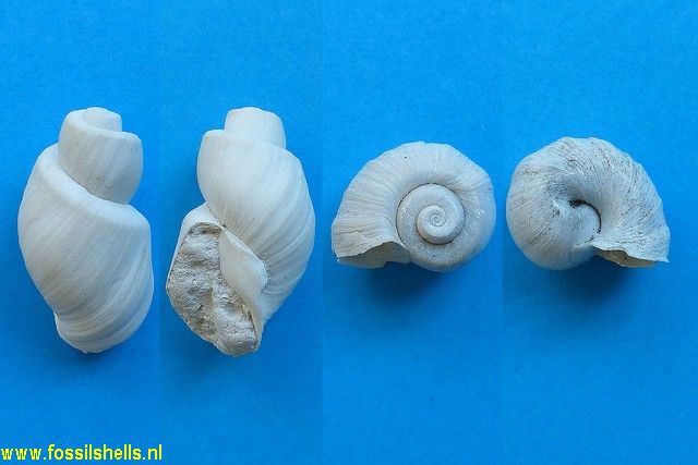 Seminolina lindae